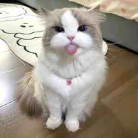 kitty " hệ thống "