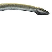 Elasmosaurus (Xà cảnh long)
