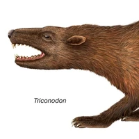 Triconodon (Động vật có vú nhỏ)
