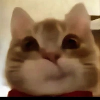 Kat
