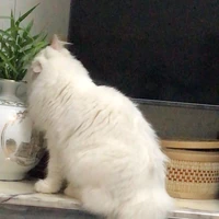 Mimi