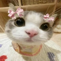 các giáo viên countryhumans