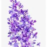 Riku (Lilac)