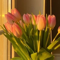 tulip nè