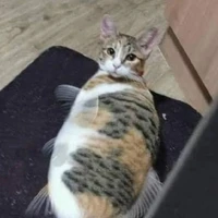 Cô giái