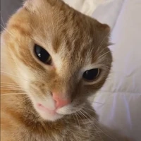 Hậu