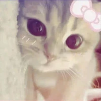 tác giả kkiittyy nèe