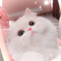 Mèo cute :)))