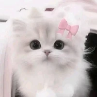 Cả lớp 