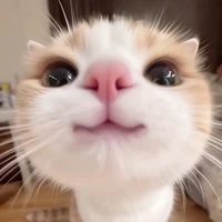 meo