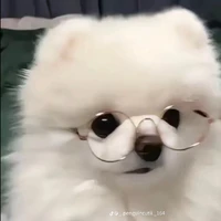 thỏ là giả tát