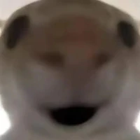 nhóm của mấy bé bot