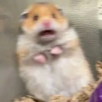 t/g lười nhất miền tây