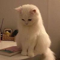 Nhỏ tgiả😘