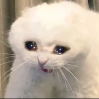 con mẹ mất não