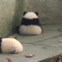 tui nì