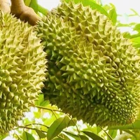 Sầu Hệ Thống