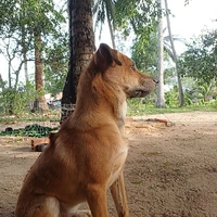 Gấu
