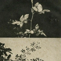 Helen Rosier