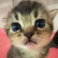 Mèo ina