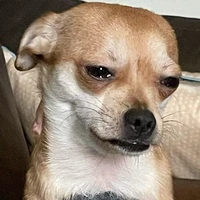 chúi