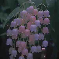 •All cả đám<trừ một số>•