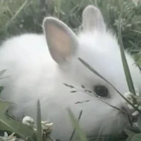 Namikaze (Uzumaki) Naruto_ [Thỏ]