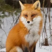 Uchiha Sasuke _[ Cáo]