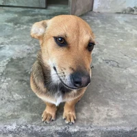 pút đing 