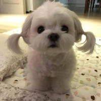 Tác giả bị hướng nội