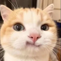 tác giả nè
