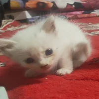 mồm lèo