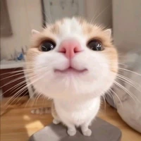 hệ thống meo meo