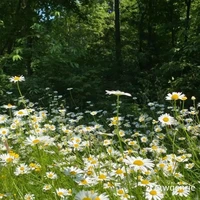 nghe được lòng tiếng của t/g