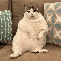 Tác giả ô vờ thin kin