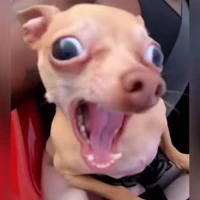 đừng nhìn tôi, tôi bị trĩ lây bệnh đấy