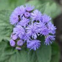 bố đéo phải hoa cứt lợn👿