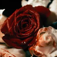 Thành viên băng Blood Rose