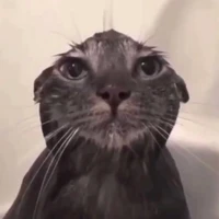 Biệt đội ăn rồi báo