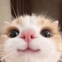 T/g bị khùm