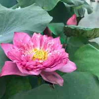 All mọi người có đó