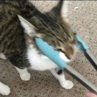 hệ thống 122 (sứa)