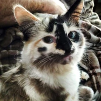 yonki-mèo của chi xê