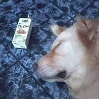 phap sư mĩ thuật