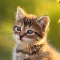 t/g nghiện pizzabuger