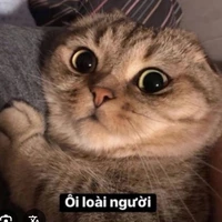 Rika(Ng của tổ chức)