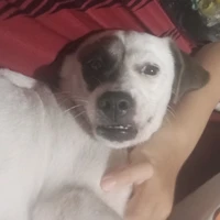 tgia 