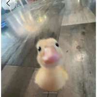 zịt xiêm đệp gái - t/g