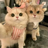 All ° {tự trừ}