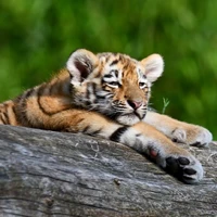 Orm (nguyên hình hổ)